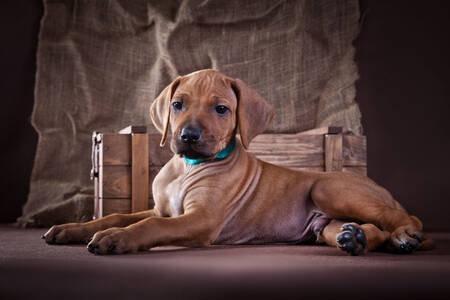 Rhodesian Ridgeback puppy