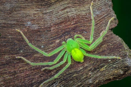 Green spider