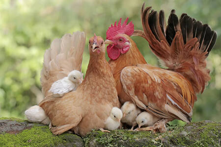 Poule, coq et poussins