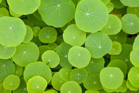 Round leaves