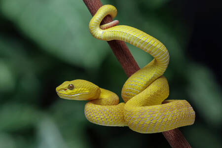 Serpent jaune sur une branche