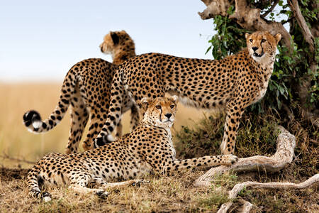 Cheeta-familie