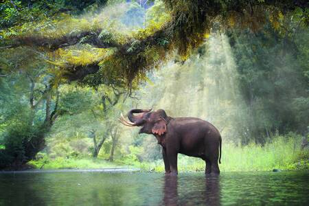 Wild elephant in the jungle