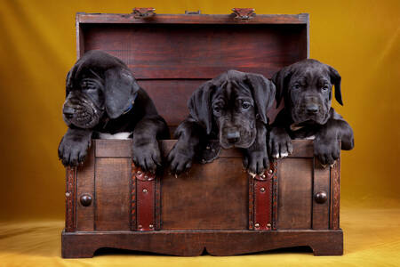Puppies in a chest