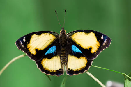 Желтая бабочка