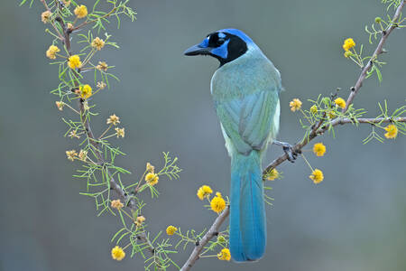 Green Jay