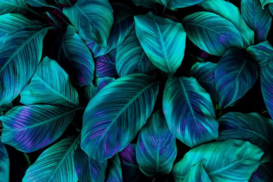 Listovi spathiphyllum