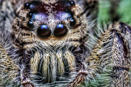 Spider macro