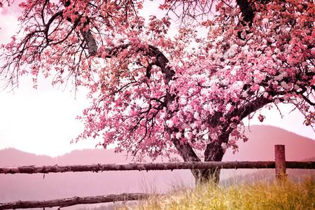 Procvetalo drvo u proleće
