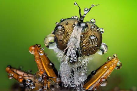 Bir sineğin makro fotoğrafı