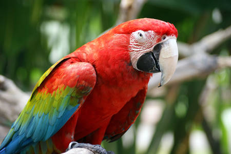 Papagáj Ara