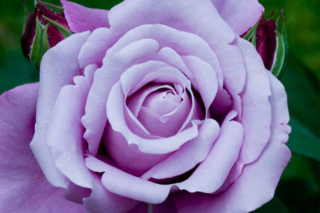 Ljubičasta ruža
