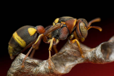 Foto macro de uma vespa