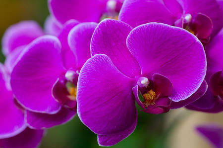 Fialové orchidey