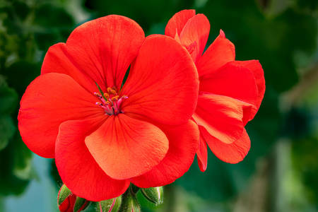 Piros muskátli virág