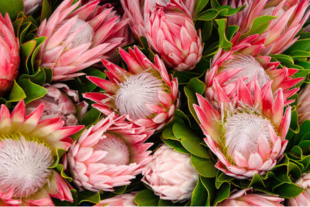 Protea virágok