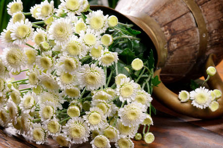 Kytice bílých chryzantém