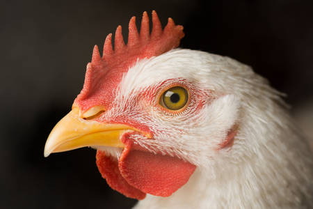 Portret kurczaka