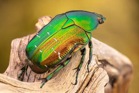Escarabajo arcoiris en una rama