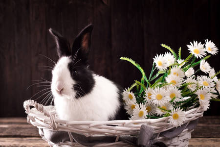 Kaninchen in einem Korb mit Gänseblümchen