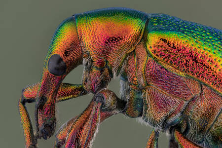 Rainbow weevil