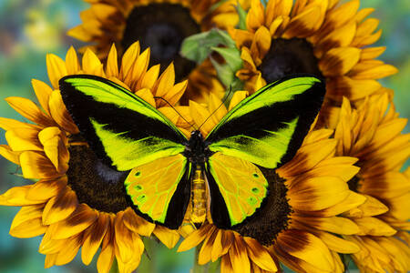 żółty motyl na słoneczniku