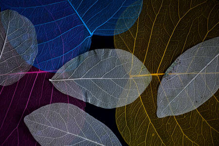 Прозрачные листья на темном фоне