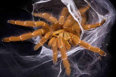 Web'de tarantula
