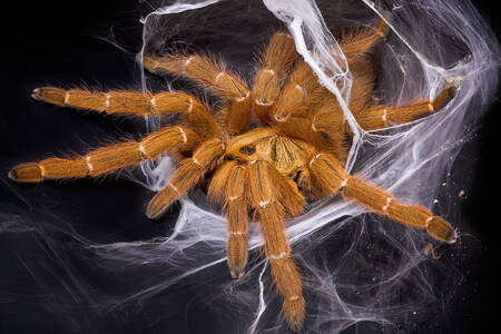 Tarantula in the web