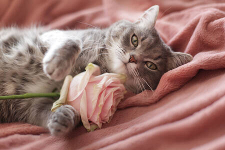 Kot z różową różą