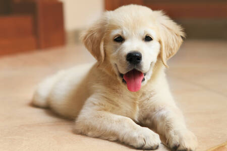 Golden labrador puppy