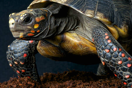 Червенонога костенурка