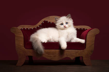 Gatito en el sofá