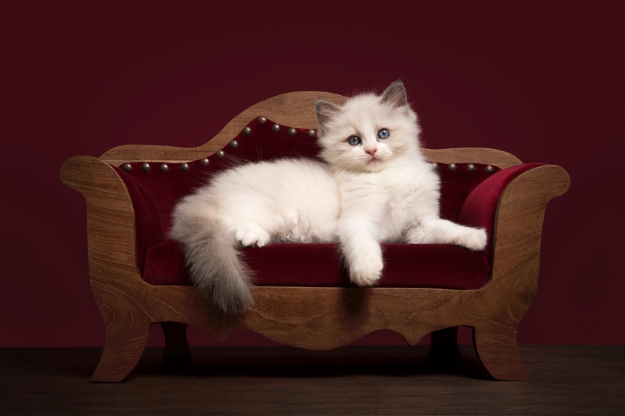 Kitten on the sofa