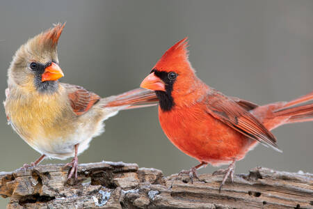Pair of northern cardinals