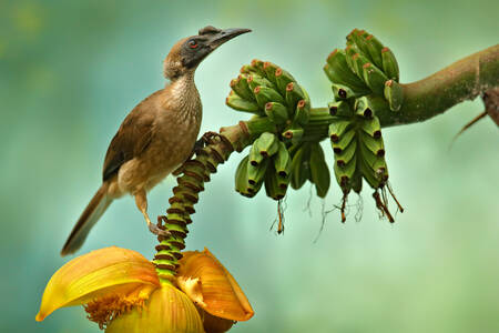 Bird on a banana tree