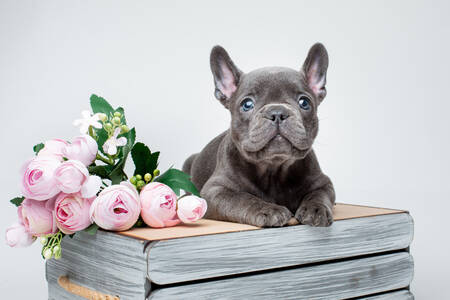 Cachorro de bulldog con flores