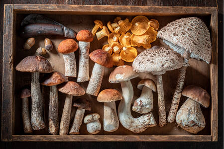 Cogumelos em uma caixa de madeira