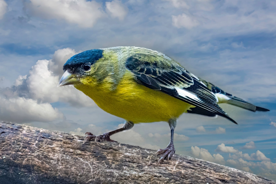 Goldfinch on a branch