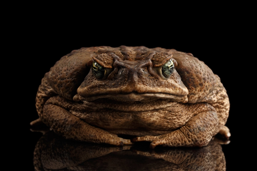 Crapaud aga
