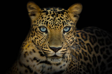 Blue eyed leopard