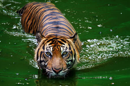Τίγρης στο ποτάμι