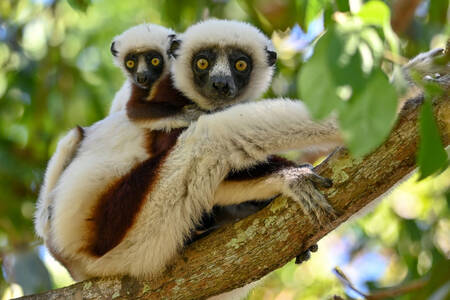 Sifaka with baby