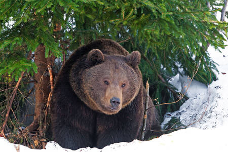 Ours brun sous le sapin de Noël
