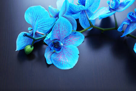 Сини орхидеи