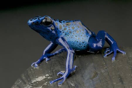 Blue tree frog on a rock