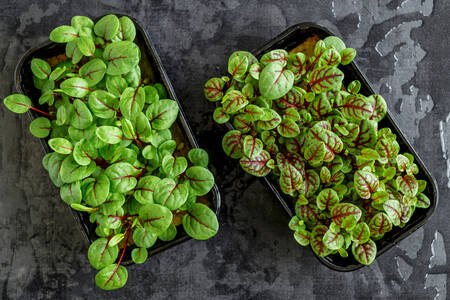 Microgreens on the table