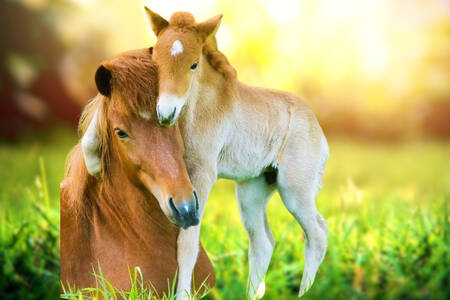 Mare and foal