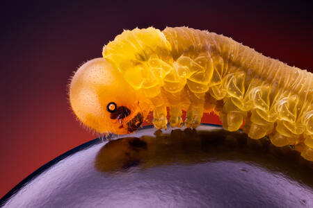 Yellow caterpillar