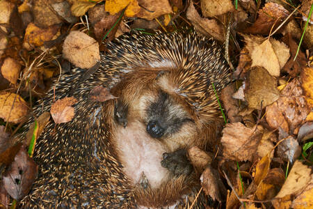 Hedgehog on leaves